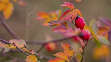 Rosehip Berries. Autumn