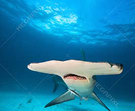 Great hammerhead