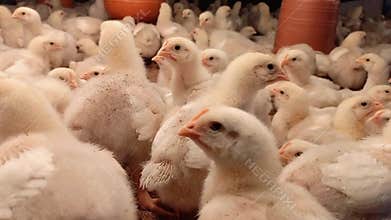 Adorable Newborn Broiler Chickens in a Busy Poultry Farm. baby Broiler Chickens