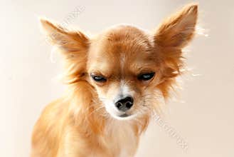 Chihuahua dog head with disgruntled expression