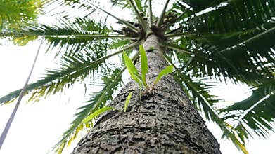 Plants grow on other trees