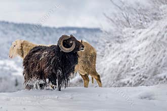 Brown horned sheep walking on the snow