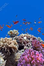 Coral reef with soft and hard corals with exotic fishes anthias on the bottom of tropical sea on blue water background