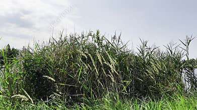 Tall grass and reeds swaying gently in the breeze under