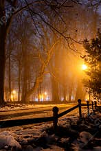 Branching tree in the empty park at night covered with snow.