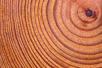 Wood texture