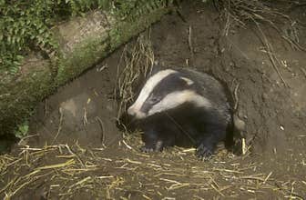 Badger, Meles meles