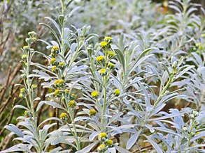 Blooming Yellow Flowers of Pseudognaphalium Affine in the Field