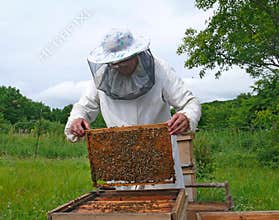 Beekeeper 16