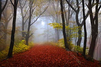 Foggy forest during autumn
