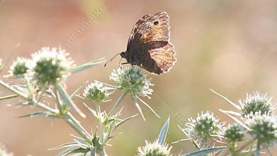 Butterfly feeding nature scene