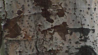 Close-up of aspen tree trunk