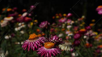 Pink gold strawflower- Everlasting or Paper daisies.