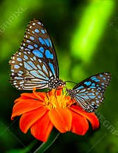 Blue butterfly