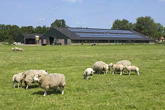 Sheep and solar panels on a farm, Netherlands