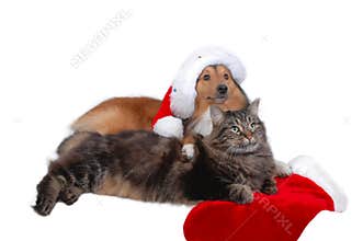 Christmas cat and dog
