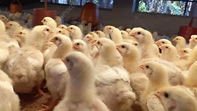 A lively flock of small white broiler chickens thriving in the bustling poultry farm.