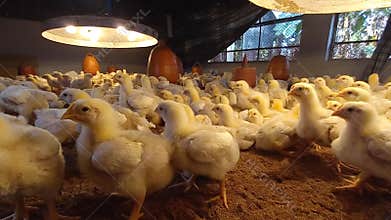 A multitude of tiny broiler chickens thriving in the bustling poultry farm.