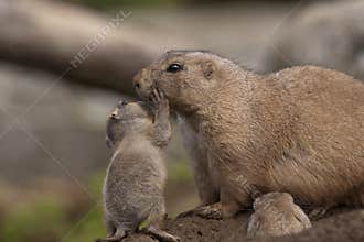 Prairie Dog