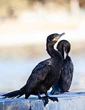 A Neotropic Cormorant Sitting On A Dock