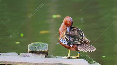 Cinnamon Teal (Spatula cyanoptera) Duck Preens Feathers Perched on Wooden Pier by the Pond