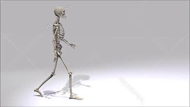 Walking Skeleton