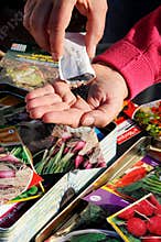 Sorting vegetable seeds for sowing.