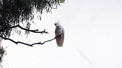 Low angle footage of a yellow-crested cockatoo walking on bare tree branches under cloudy sky