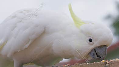 Closeup footage of a wild sulphur-crested cockatoo eating seeds off a stone fence on a cloudy day