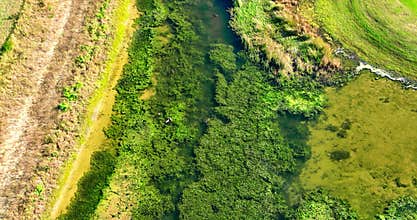 Aerial footage of a turtle swimming in a lake in Champions Gate, Citrus Ridge, Florida, USA