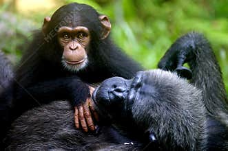 Chimpanzee