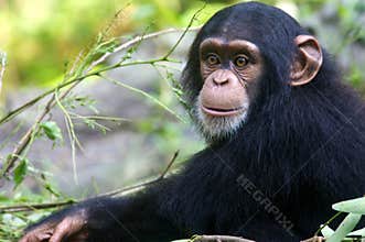 Chimpanzee
