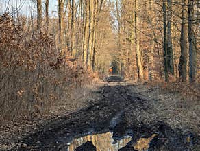 Muddy Forest Path Leading into the Unknown
