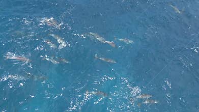 Aerial view of dolphins swimming in blue ocean in Bali, Indonesia.