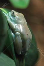 Uluguru forest tree frog