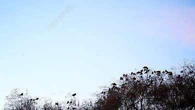 Birds flying away from the tree