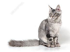 Maine coon cat