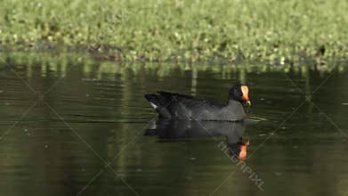 A dusky moorhen swims around in a wetland pond and looks for food.