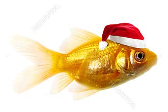 Gold fish as Santa Claus