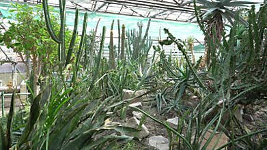 Cacti of different types, shapes and sizes. Succulent plants. Flowers with thorns.