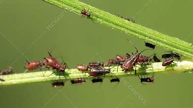 Aphids