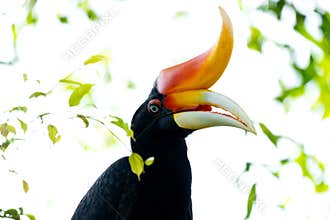The rhinoceros hornbill (Buceros rhinoceros) is a large species of forest hornbill (Bucerotidae).
