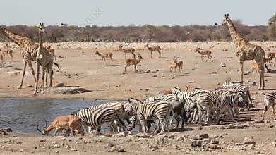 Etosha waterhole
