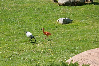Two different birds foraging on a sunny day in a green park environment with rocks and yellow flowers present