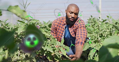Man crouching in agriculture field, harvesting eggplants with green eco-icons floating above