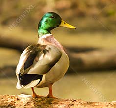 Mallard Duck
