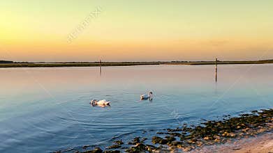 Two swans foraging for food in the lagoon in Bibione Pineda