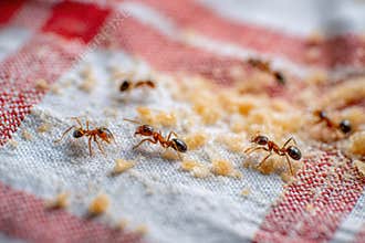 Trail of Ants Marching Across Picnic Cloth Searching for Food Crumbs During a Sunny Afternoon Generative AI