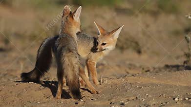 Cape foxes