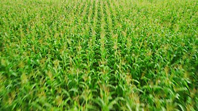 Fast motion over a green cornfield